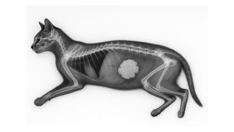 radiografia-tumor