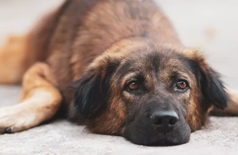 dog6