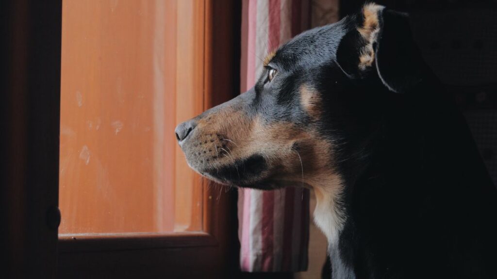 Entendiendo la ansiedad por separacion en perros