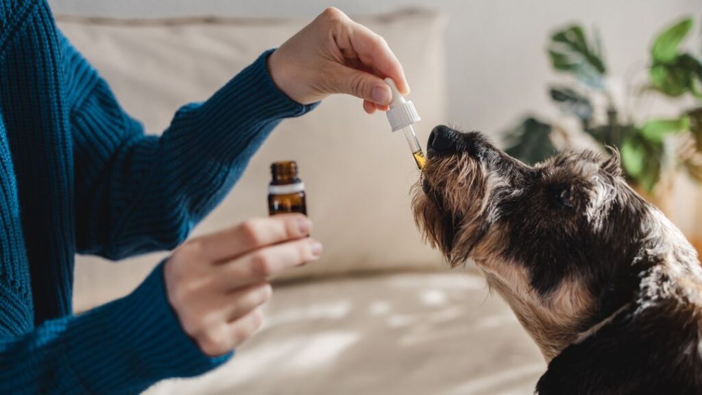 El dolor crónico es una condición que se extiende más allá del período normal de curación de las mascotas. Desde problemas de movilidad hasta cambios en el comportamiento, esta condición se lleva la energía que alguna vez tuvo nuestro peludo.