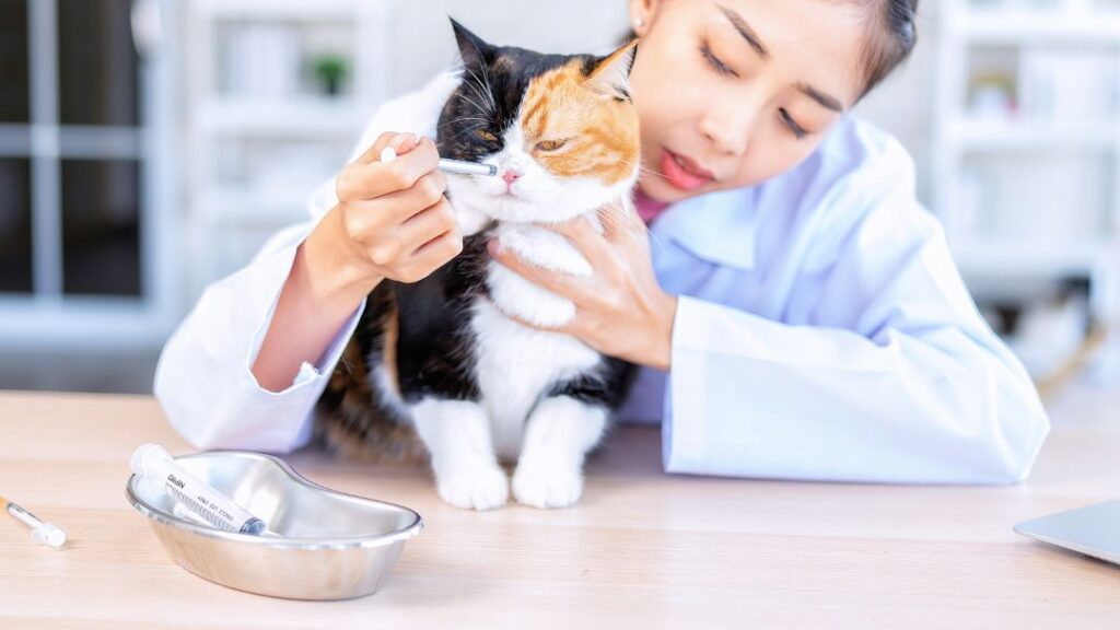 enfermedades virales en gatos