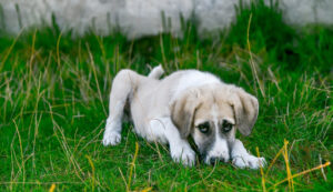 diarrea en perros