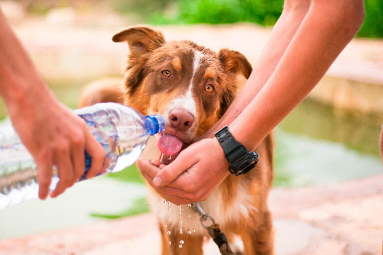 dog water