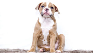 inflamacion de piel en perros
