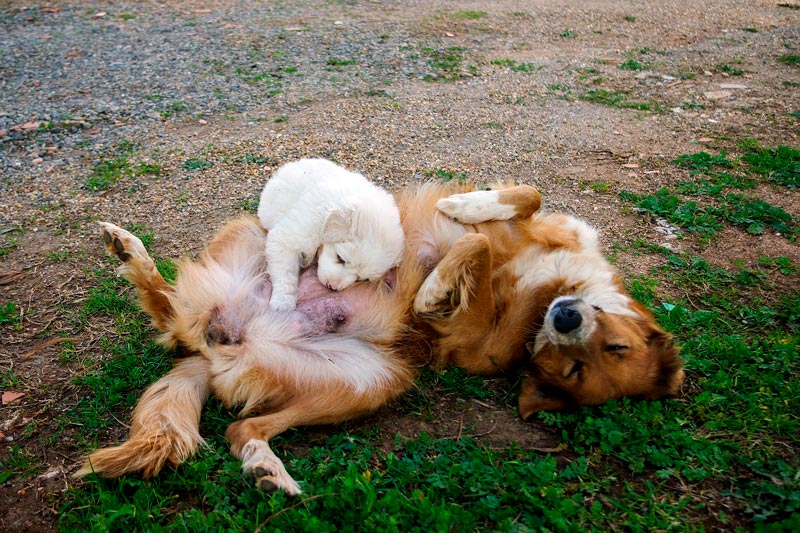 perritos jugando