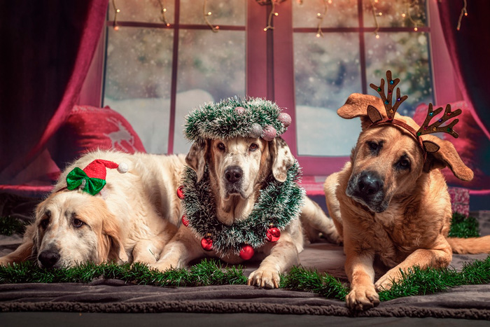 perros en navidad