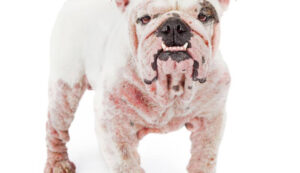 salpullido en perros