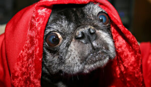 secrecion en ojos de perros