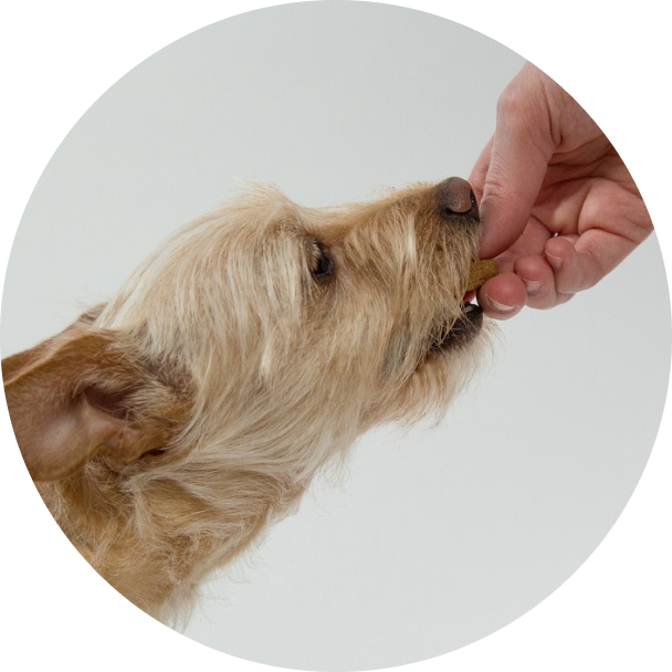 Perro comiendo uan galleta de la mano