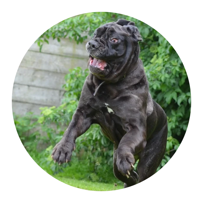 Un gran perro negro corriendo sobre el césped, lleno de energía y alegría, disfrutando de un momento lúdico al aire libre.