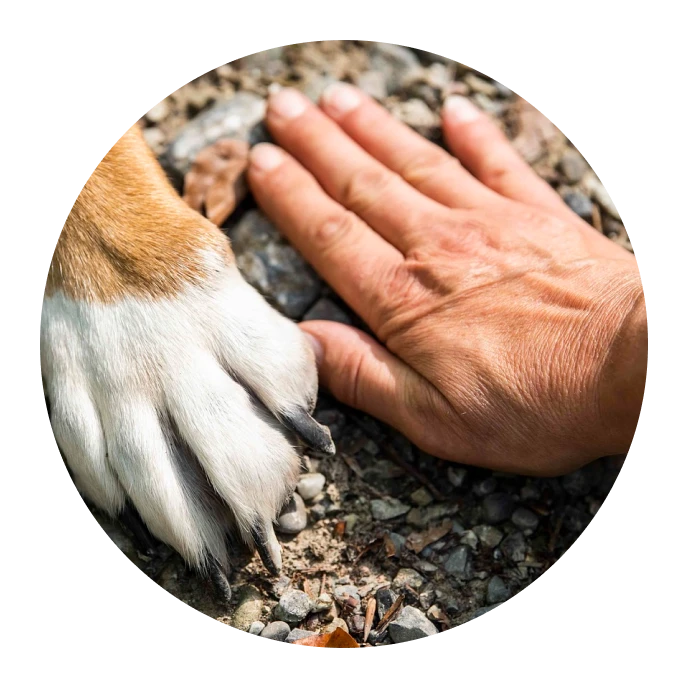 La mano de una persona tocando suavemente la pata de un perro, mostrando una conexión conmovedora entre humanos y caninos.
