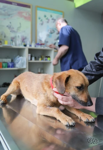 Un perro descansando pacíficamente sobre una mesa.