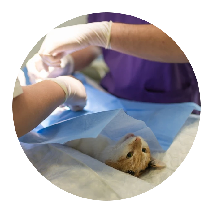 Un veterinario examina cuidadosamente a un gato, comprobando su salud y bienestar.