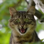 Fotografia de un gato furioso o estresado
