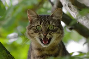 Fotografia de un gato furioso o estresado