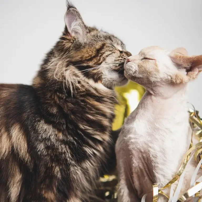 fotografía de dos lindos gaticos lamiéndose las trompas