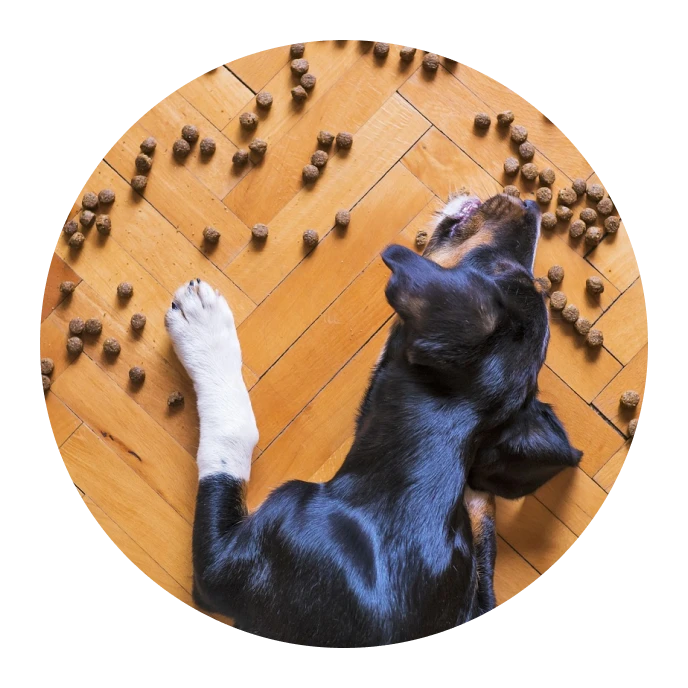 perro pateando la comida