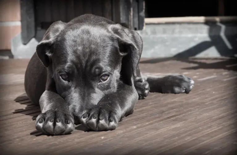 Fotografía de cachorro con la trompa bajo las patitas