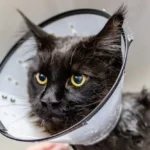 Fotografia de un gato con protector de cuello anti lamidas