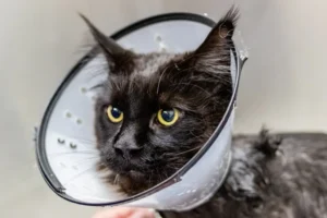 Fotografia de un gato con protector de cuello anti lamidas
