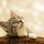 Fotografia de un lindo gatico mirando hacia arriba