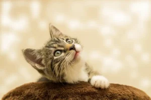 Fotografia de un lindo gatico mirando hacia arriba