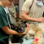 Fotografia de perro en un quirofano junto a dos medicos veterinarios.