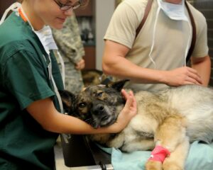 Fotografia de perro en un quirofano junto a dos medicos veterinarios.