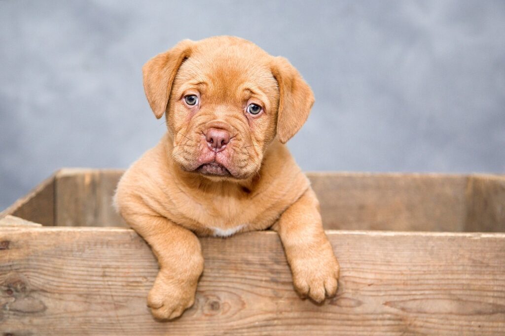 Perros viendo antiinflamatorios en perros