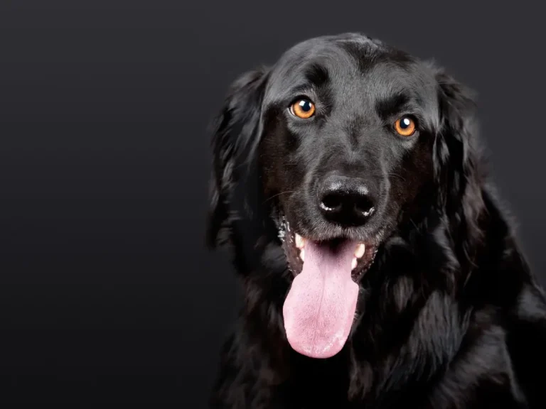 dog kleanvet