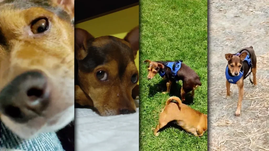 Toby y su tratamiento para el moquillo con Klean-Vet