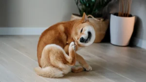 Tratamientos para la sarna en perros