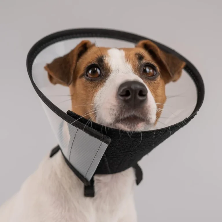 perro collar klean vet