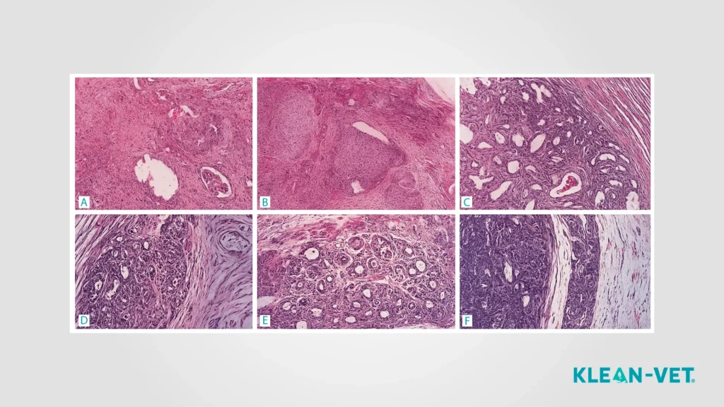 perro con tumor en microscopio
