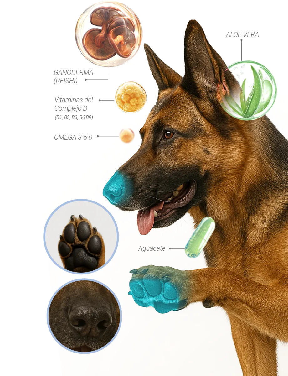 perro pastor aleman enseña sus patas elementos naturales