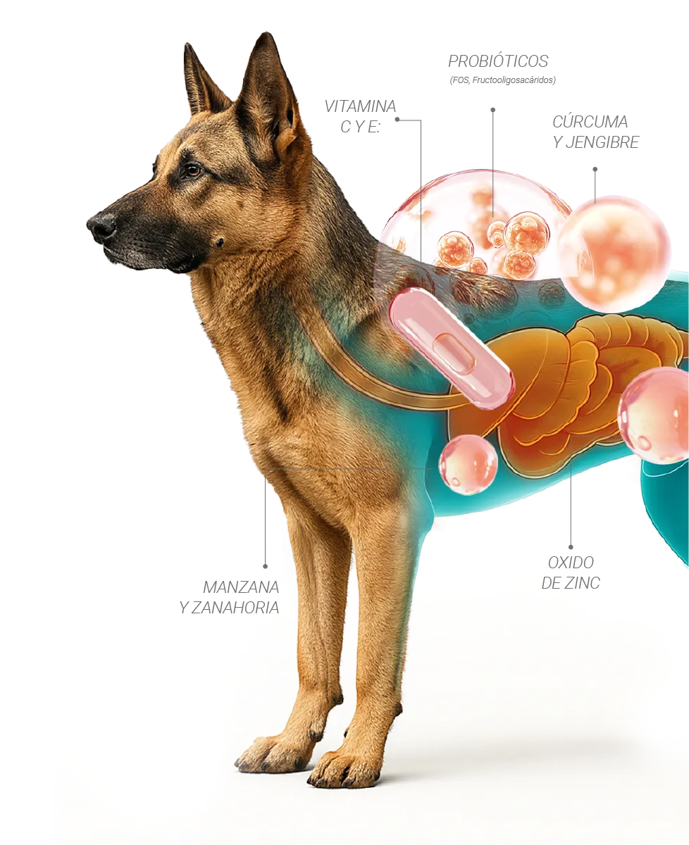perro pastor aleman plano medio mostrando ilustración elementos naturales