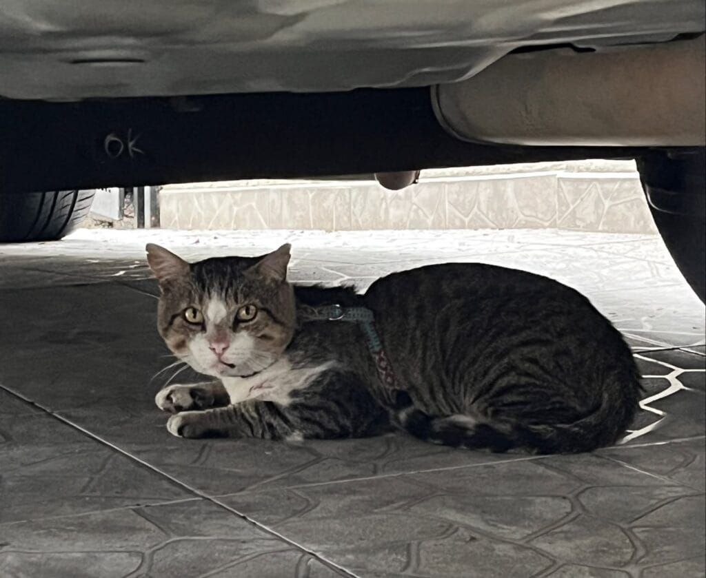Foto de Sin Nombre reportada en Capri, Cali