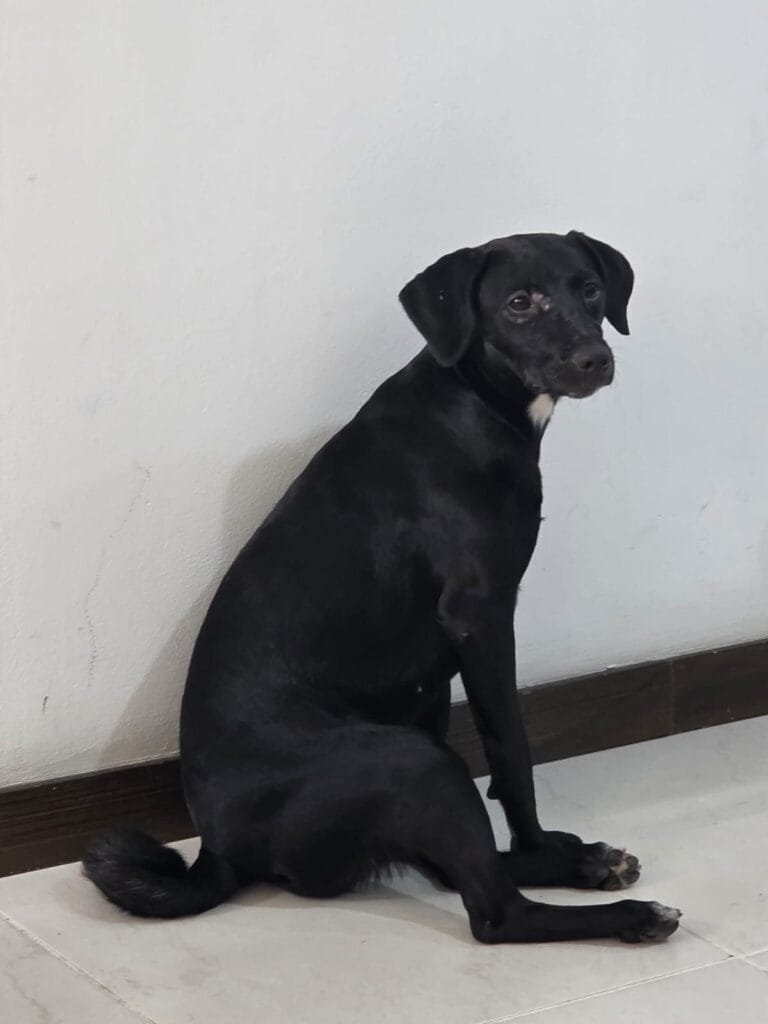 Foto de Luna reportada en Valle Del Lili, Cali
