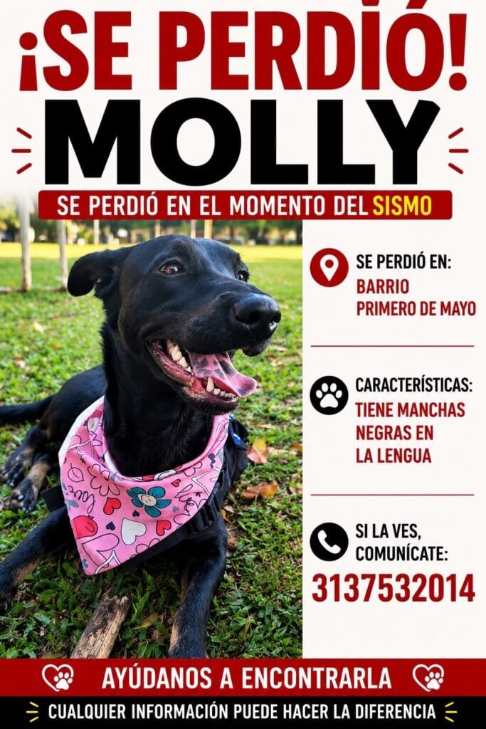 Foto de Molly reportada en Primero De Mayo, Cali
