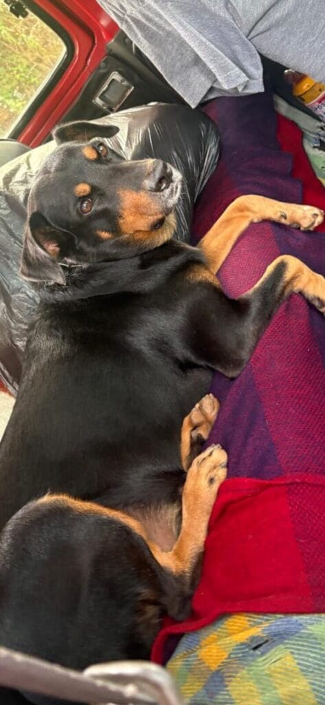 Foto de Odin reportada en Colseguros, Cali