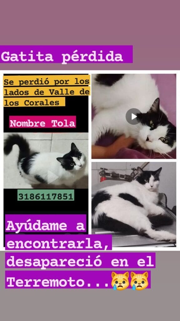 Foto de Tola reportada en Nueva Tequendama, Cali